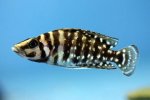 Altolamprologus calvus