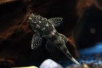 Ancistrus dolichopterus
