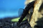 Ancistrus dolichopterus