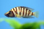 Altolamprologus compressiceps