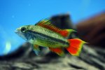 Apistogramma cacatuoides