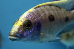 Otopharynx-lithobates1.jpg