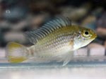 Apistogramma eunotus