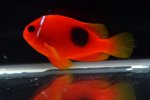 Amphiprion ephippium