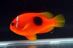 Amphiprion ephippium