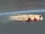 Amblyeleotris guttata