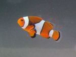 Amphiprion percula