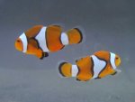 Amphiprion percula