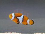 Amphiprion percula