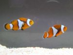 Amphiprion percula
