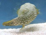 Arothron hispidus1.jpg
