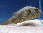 Arothron hispidus2.jpg