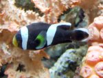 Amphiprion polymnus