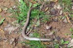 Anguis fragilis