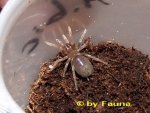Aphonopelma bicoloratum