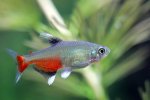 Aphyocharax rathbuni