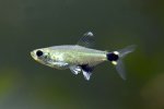 Aphyocharax nattereri