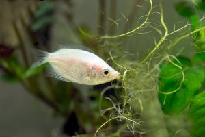 Mini fish profile - Kissing gourami