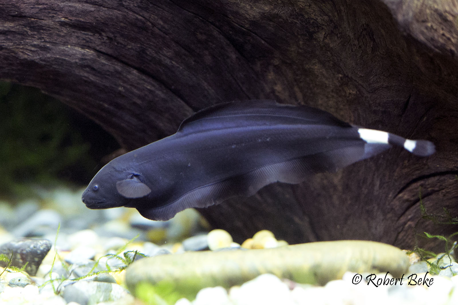 Black Ghost Knifefish Rare And Unusual Fish Aquarium World