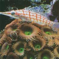 http://www.beke.co.nz/ribe_slike/long_nose_hawkfish.jpg