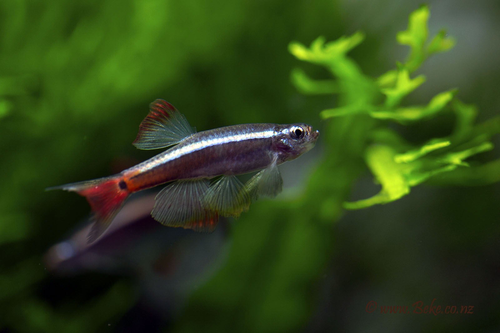 White Cloud Fish