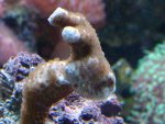 e_montipora_krupno_nz.jpg