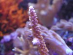 acropora.jpg