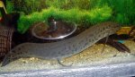 west-african-lungfish_1.jpg