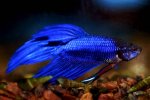 betta_splendens_x.jpg