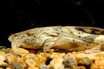 fwf_catfish%20bagarius%20sm.jpg