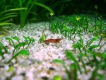 Red-cherry-shrimp.jpg