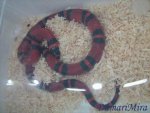 Lampropeltis tr.jpg