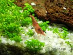 Red sheri shrimp 3.jpg