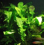 Microsorum pt unulata 2.jpg Microsorum pt unulata 2.jpg