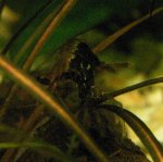 Koja koza 3.jpg Koja koza 3.jpg