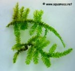 Singapore-Moss-Closeup-01-s.jpg