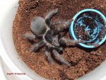 Acanthoscurria chacoana.jpg