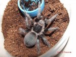 Acanthoscurria chacoana2.jpg