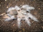 Grammostola sp - Female 1.1 ( Chilean north ).jpg