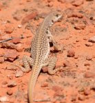 VeryYoungDesertIguanaPerhaps.jpg