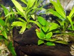 akvarijum25_04_10_2.jpg akvarijum25_04_10_2.jpg