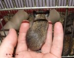 degu2.jpg