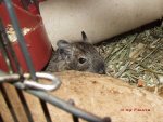 degu3.jpg