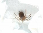 brachypelma emilia1.jpg