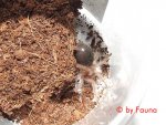 Grammostola-porteri1.jpg