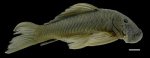 Chaetostoma-formosae1-300x116.jpg