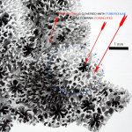 hoffmeisteri -corallite.jpg hoffmeisteri -corallite.jpg