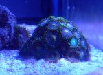 coralshots20120315-02.jpg