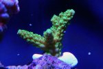 coralshots20120315-03.jpg
