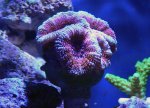 coralshots20120315-06.jpg